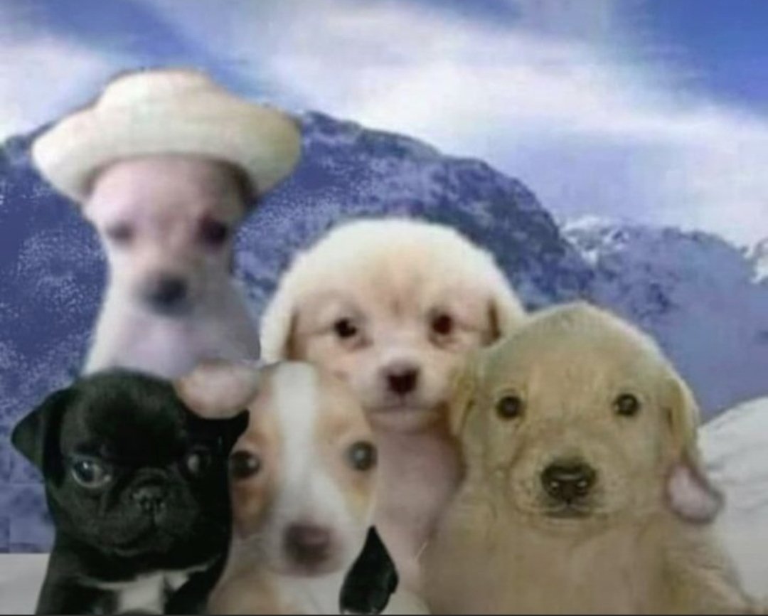 prefiro andar  com os loucos  do que  com os falsos