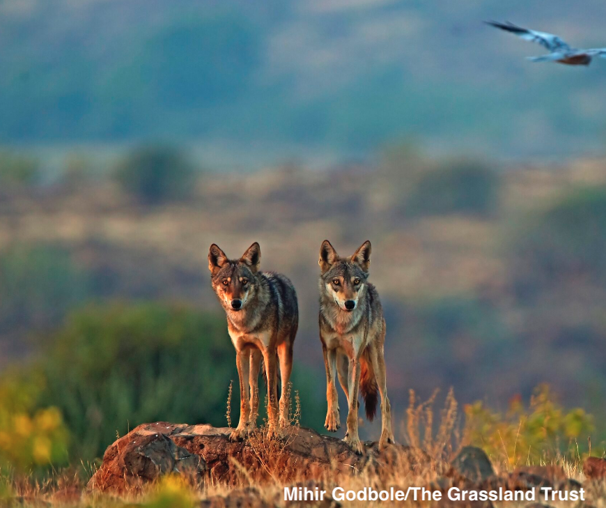 It's International Wolf Day today! 🐺

I've been studying wolves for over 10 years now. I wanted to share some facts and findings about one of my favorite populations of wolves -- the Indian wolf.