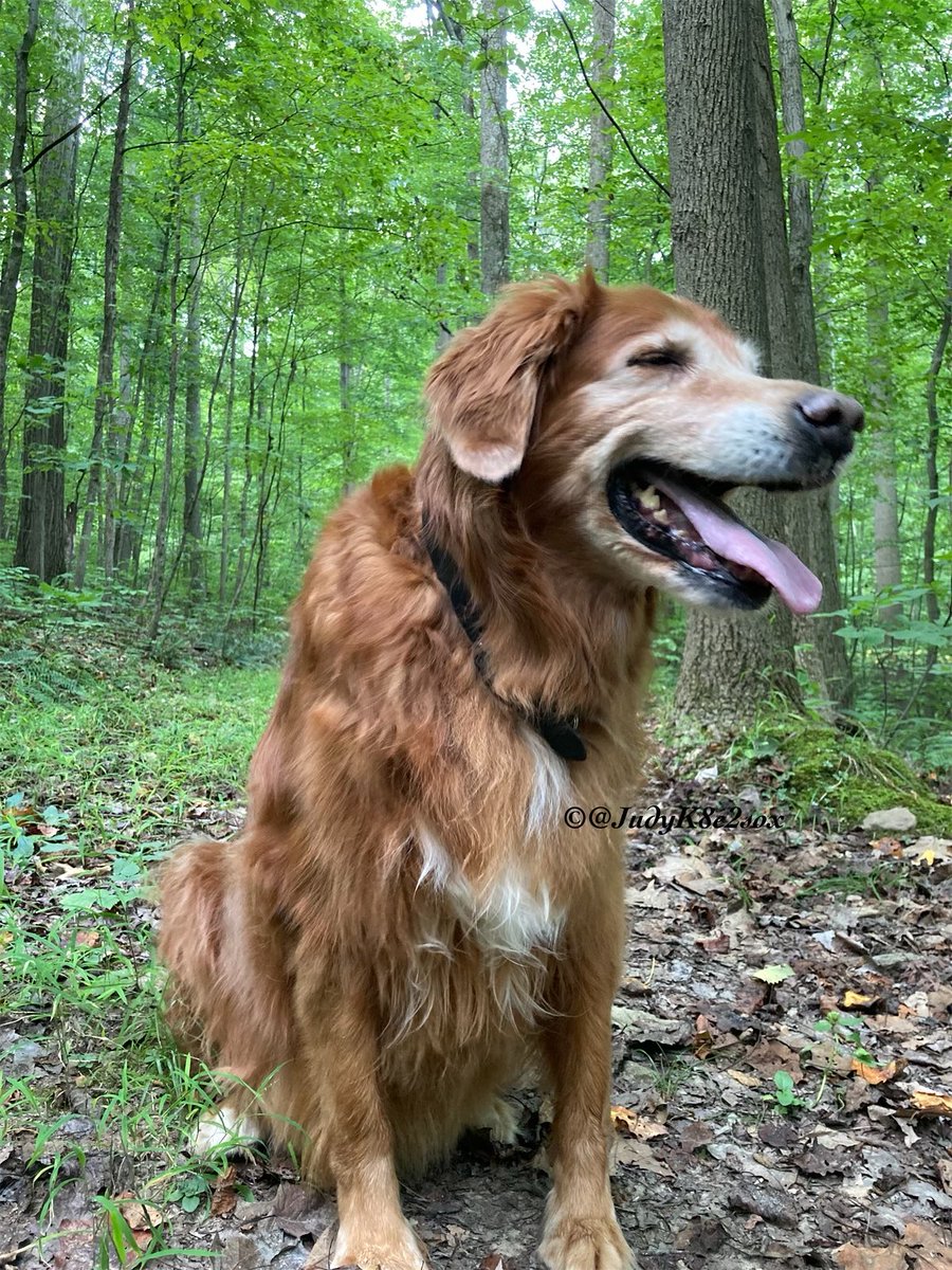 JudyK8e2sox's tweet photo. #TongueOutTuesday
Went for a little longer walkies this morning. 🥰
Another cool start to the day. 😎
Get out there and enjoy the #tuesdayvibe
#dogsoftwitter #goldenretriever #dogsofx #GRC #sugarface https://t.co/fTHQOJ5eAu