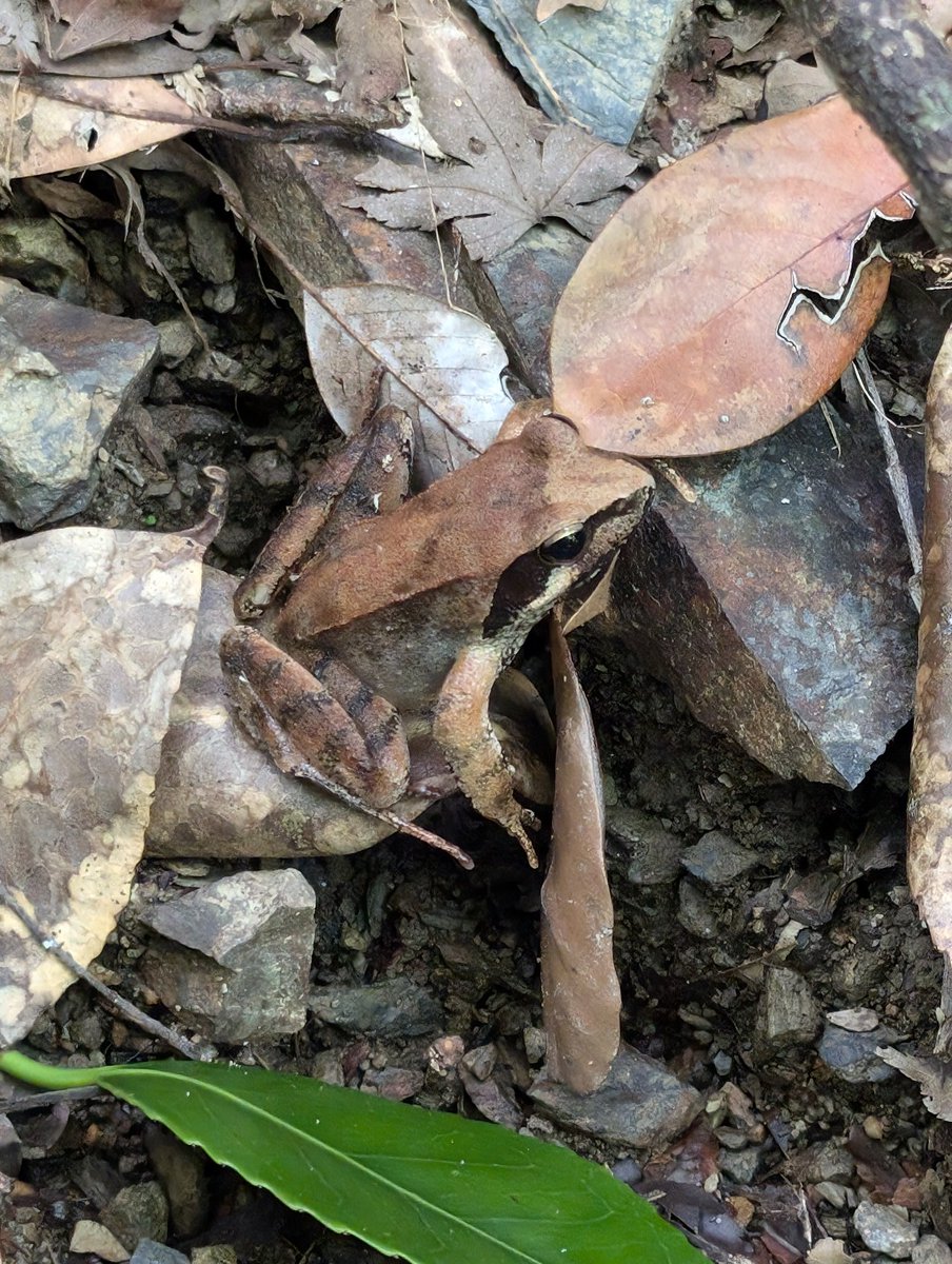 rpec09's tweet photo. living things i met on my trekking recently. #pixel8pro #shotonpixel #GooglePixel https://t.co/r7e6lg21NU