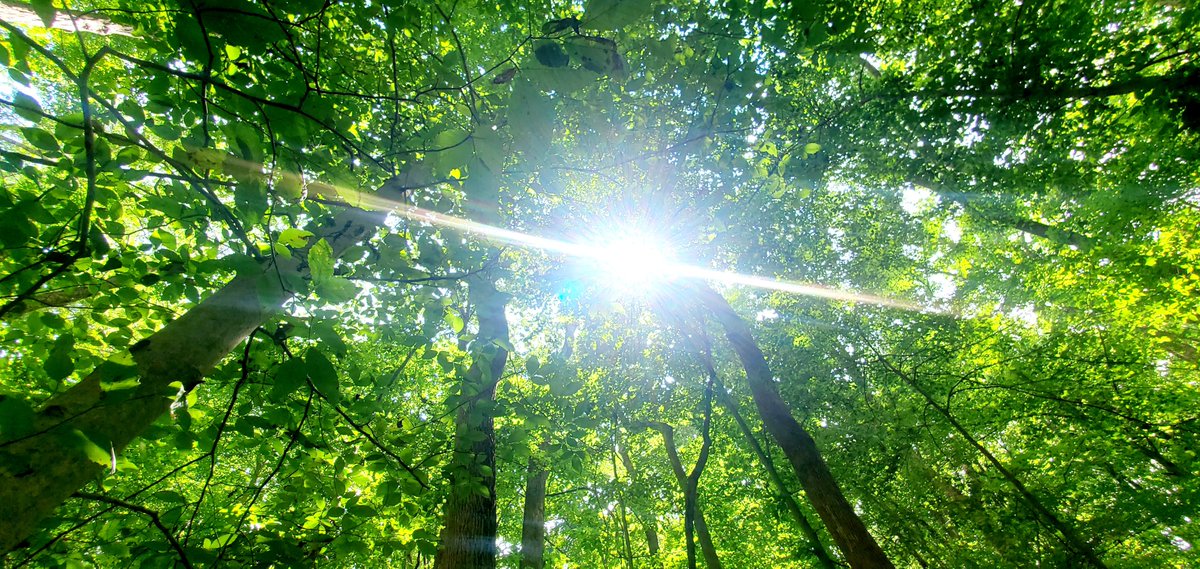 RealCathyOBrien's tweet image. Arm your self with truth that makes us free. Knowledge is our defense against mind control, mind manipulation, and indoctrination. Read/listen to my post:
trance-formation.com/mind-control-s…