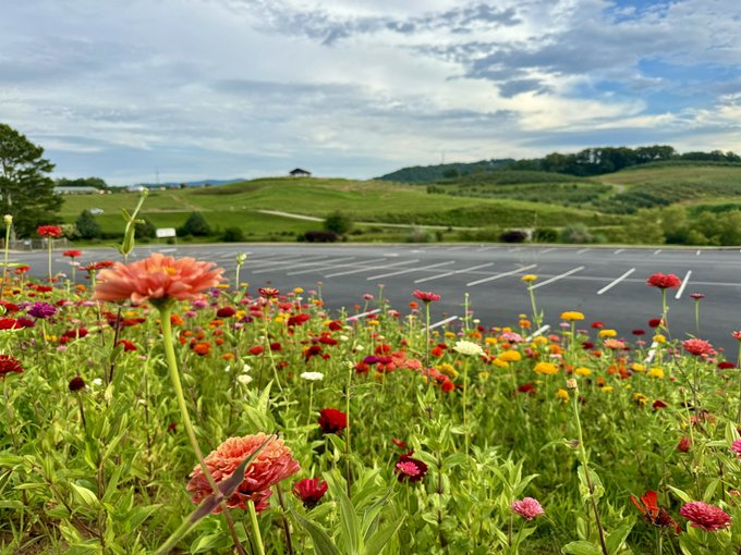 The flowers in front of the orchard right now are pretty incredible 😍 https://t.co/F0ZNaDyBsy