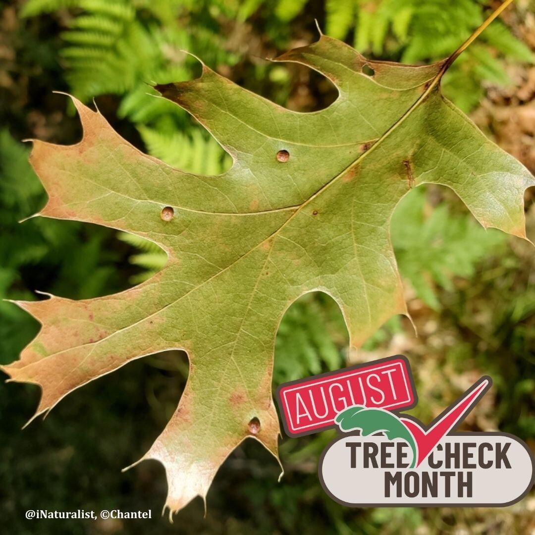 CanadaInvasives's tweet image. Is your Oak OK? 🌳

Help prevent the spread of Oak Wilt by not pruning oak trees from April to November, not moving firewood, checking oak trees for signs of oak wilt and reporting any suspected signs to @InspectionCan.  

#TreeCheckMonth #BuyLocalBurnLocal