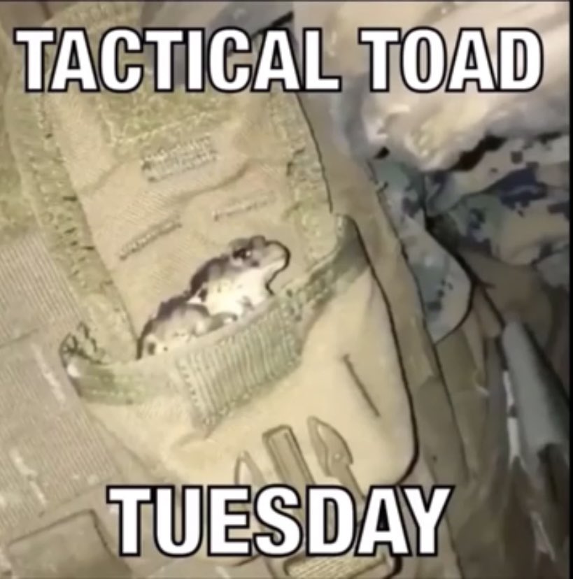 tacttoadtues's tweet photo. TACTICAL TOAD TUESDAY https://t.co/T4E1Y7kou1