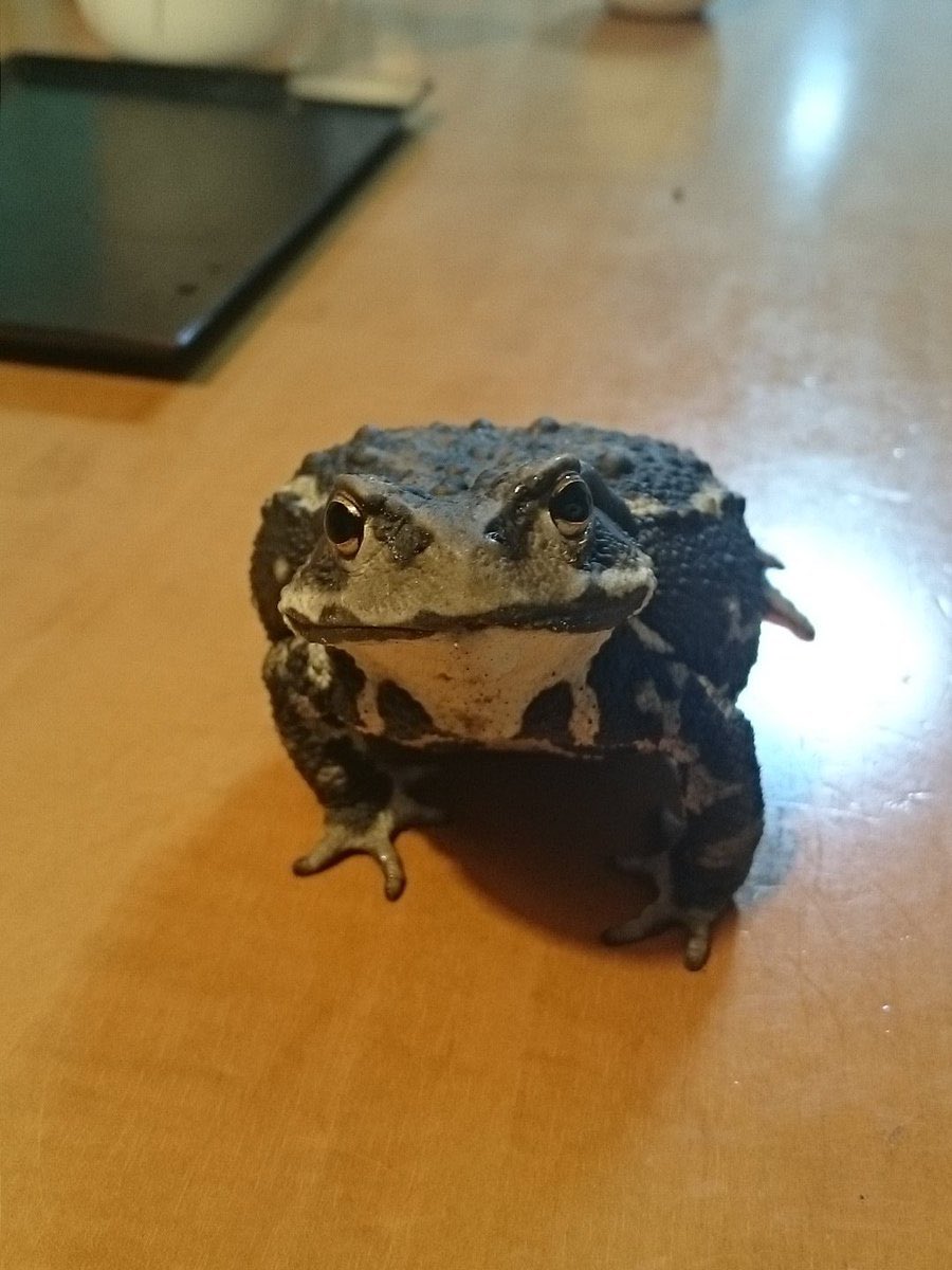tacttoadtues's tweet photo. Hope y’all have a great day today https://t.co/3ruchwX7tH