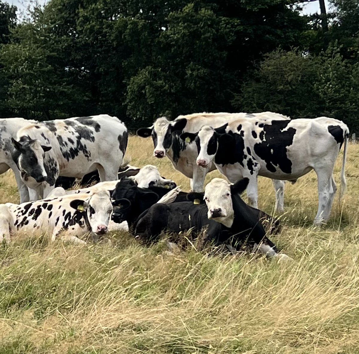 pipegreentrust's tweet photo. A very pleasant way to spend a Tuesday afternoon! Good to see the cattle so relaxed 😁 https://t.co/PtN9kJ7err
