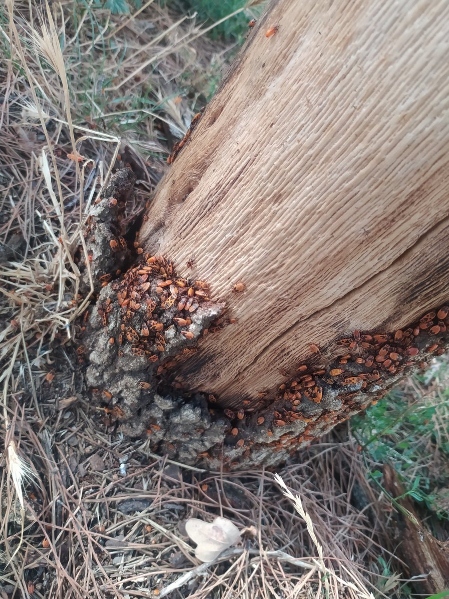 iatta's tweet photo. Hola @ajterrassa. Al parc que hi ha al #RocBlanc hi ha arbres mooolt plens de bitxos, i dona la sensació que acabaran morint per "sobredosi" de bitxos.
Igual caldria fer alguna acció per acabar amb la plaga 🤷‍♂️ https://t.co/CsUzp1eWYx