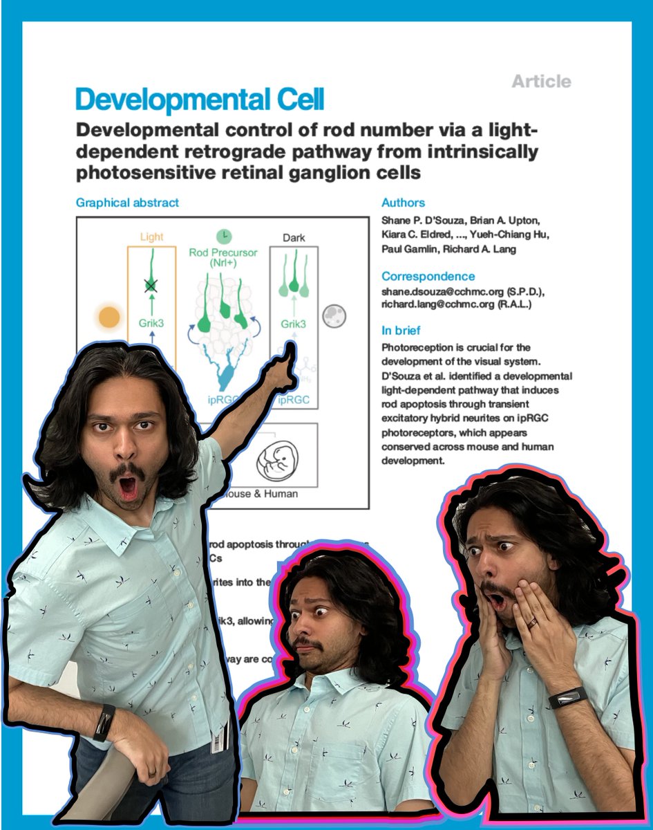Next paper out today! TLDR; We identified a pathway where neonatal ipRGCs regulate immature rod pruning during development. Loads of transient events - hybrid neurites, transiently expressed receptors, and rod migration. Thanks to all those involved! 

cell.com/developmental-…