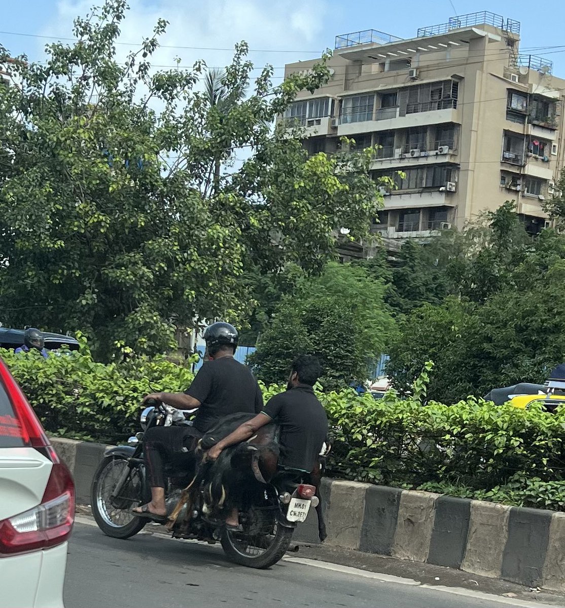 alpeshtwits's tweet photo. This is so inhuman. Goats crumbled on bike. Picture capture today on WE Highway Vile Parle towards Bandra lane. Even the number plate is no clear it seems as MH01 CW 2871. @PetaIndia @peta @MTPHereToHelp @CPMumbaiPolice @abpmajhatv @Dev_Fadnavis @amtmindia @MumbaiPolice https://t.co/8DSEmBhu8t