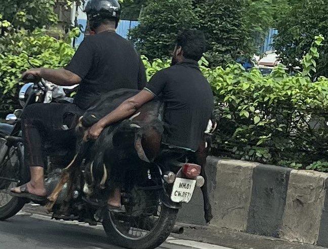 alpeshtwits's tweet photo. This is so inhuman. Goats crumbled on bike. Picture capture today on WE Highway Vile Parle towards Bandra lane. Even the number plate is no clear it seems as MH01 CW 2871. @PetaIndia @peta @MTPHereToHelp @CPMumbaiPolice @abpmajhatv @Dev_Fadnavis @amtmindia @MumbaiPolice https://t.co/8DSEmBhu8t