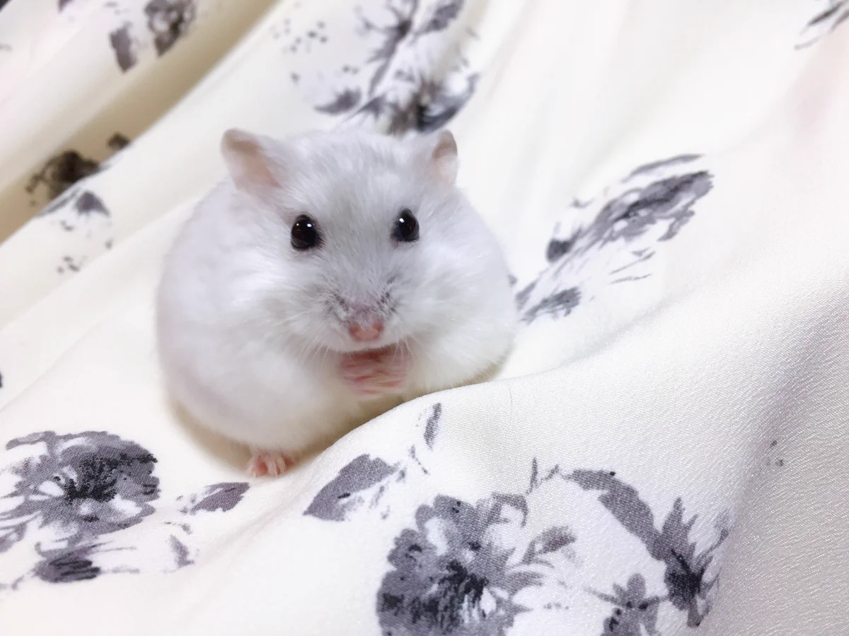 ぴっぴ on X: 