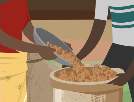Check out the animation, “Groundnut: Preventing Aflatoxin”, to learn and understand where aflatoxin comes from and how to control it so that we can protect human health and trade. Watch it here sawbo-animations.org/1629