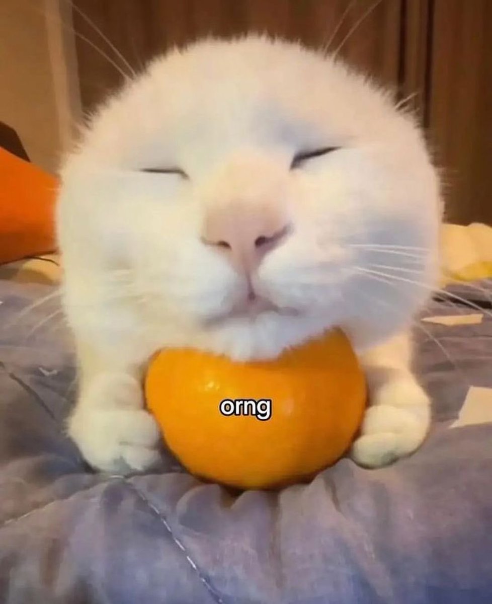 catpicsdealer's tweet photo. https://t.co/CQEuBV9R2C