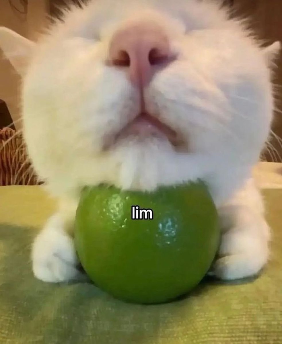 catpicsdealer's tweet photo. https://t.co/CQEuBV9R2C