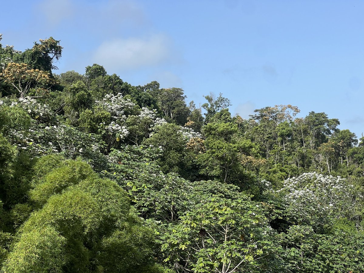 islacaribe_pr's tweet photo. Se ve por los montes de Puerto Rico el árbol de yagrumo indicando que viene una tormenta 🍃 🌀 

Como dicen nuestros abuelos del campo, cuando las hojas del yagrumo se voltean y podemos ver su lado plateado bailando sobre los montes de Puerto Rico, es que mal tiempo se aproxima. https://t.co/KZ9aEvQvWa