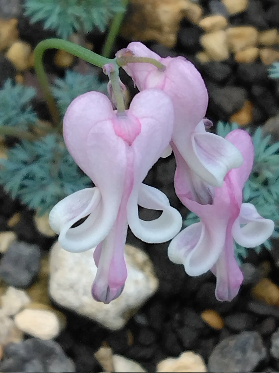 ポージングはまかせてね

Leave the posing to me 
#ポージングはまかせてね
#コマクサ　#Dicentra
#駒草　 #Meirinraise