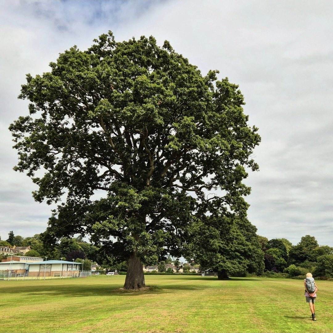 sharonamery's tweet photo. I can never resist a solitary tree! ๐ณ
#kington #herefordshire #nature #trees #tree #treetuesday #treeappreciation #summer #summervibes #sunshine #walking #exploring #weekendexploring #weekendvibes https://t.co/yYc5QUjfee