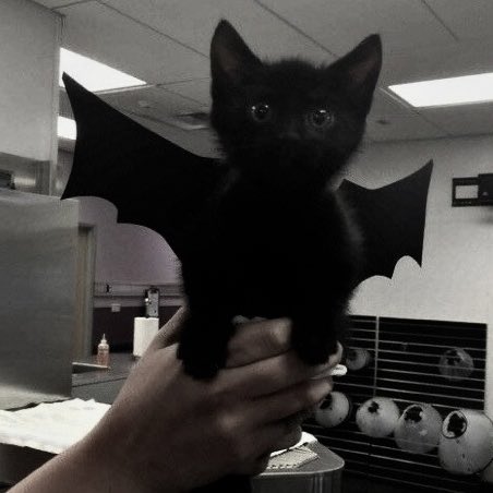 Bat kitty