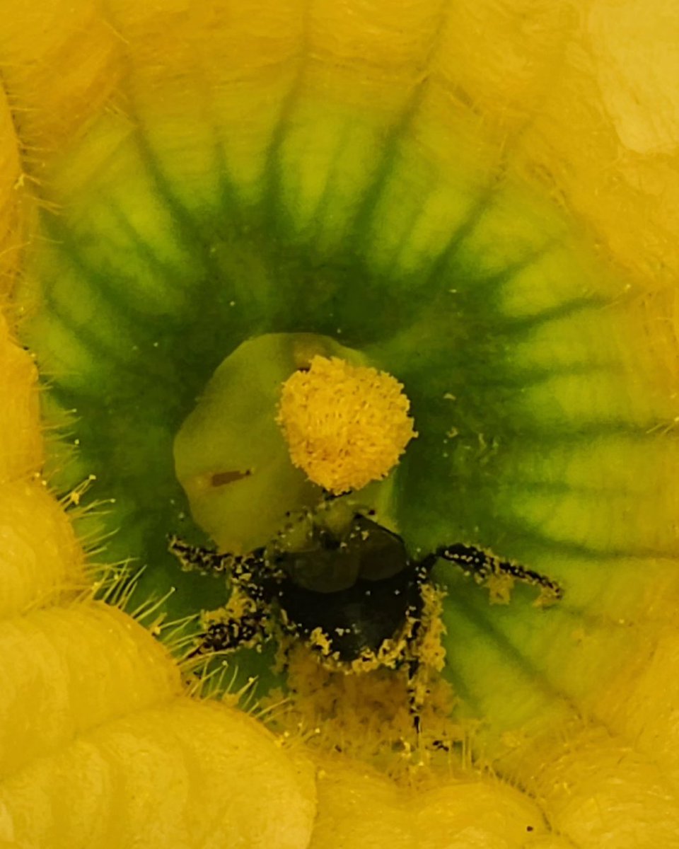 pyperjoy's tweet photo. The bees are also fans of my squash blossoms. Look at the pollen drunk little dude! Look at him! https://t.co/AYkx3LVf8j