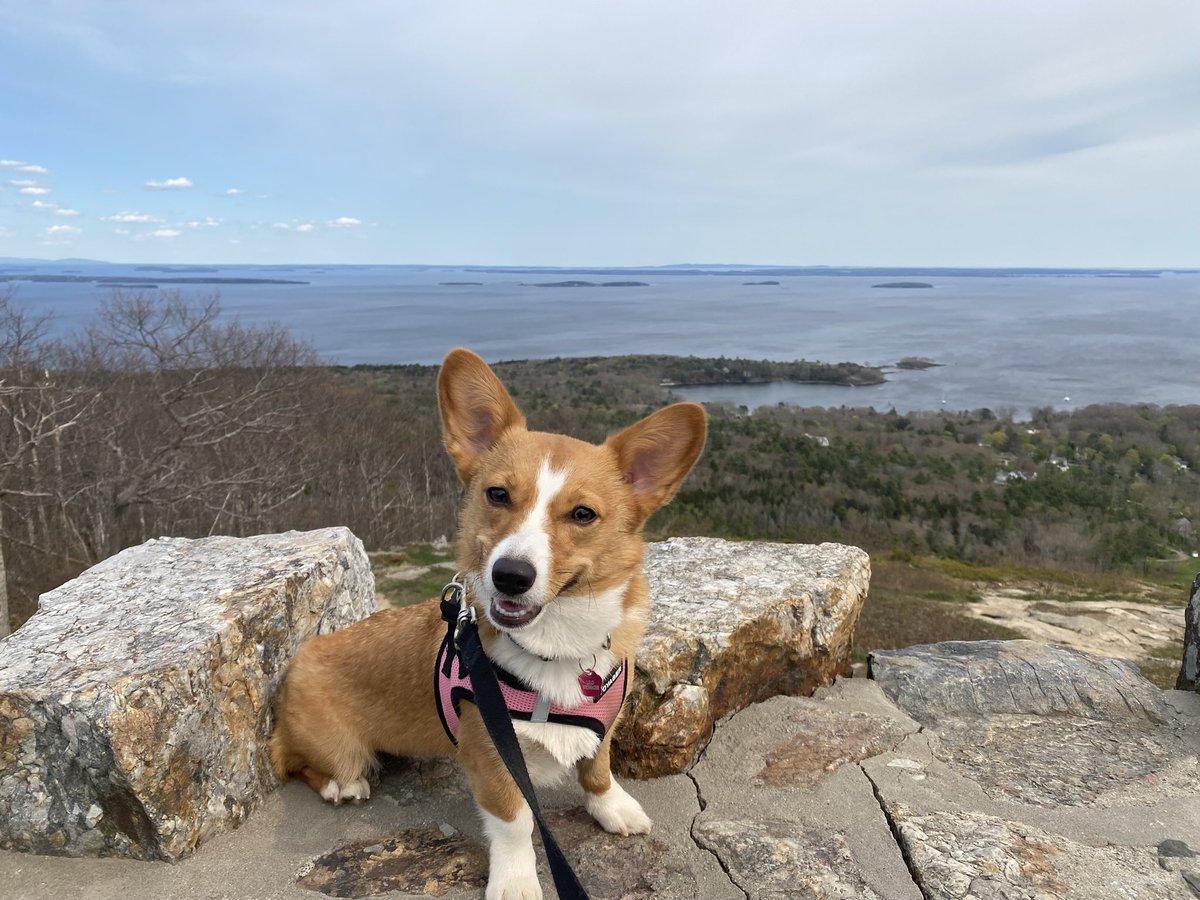hennyrosay's tweet photo. @AlaniNutrition Meet Lilo 🌸 She would love a stylish harness or leash to continue going on long walks and hiking up mountains ! https://t.co/k0HB29u0eO