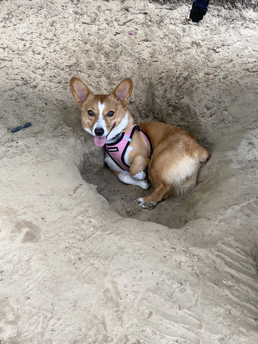 hennyrosay's tweet photo. @AlaniNutrition Meet Lilo 🌸 She would love a stylish harness or leash to continue going on long walks and hiking up mountains ! https://t.co/k0HB29u0eO