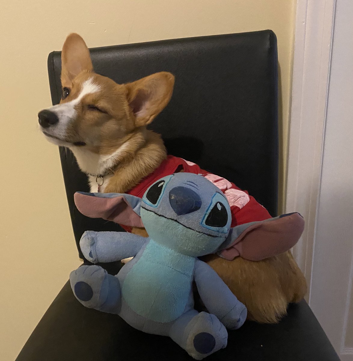 hennyrosay's tweet photo. @AlaniNutrition Meet Lilo 🌸 She would love a stylish harness or leash to continue going on long walks and hiking up mountains ! https://t.co/k0HB29u0eO