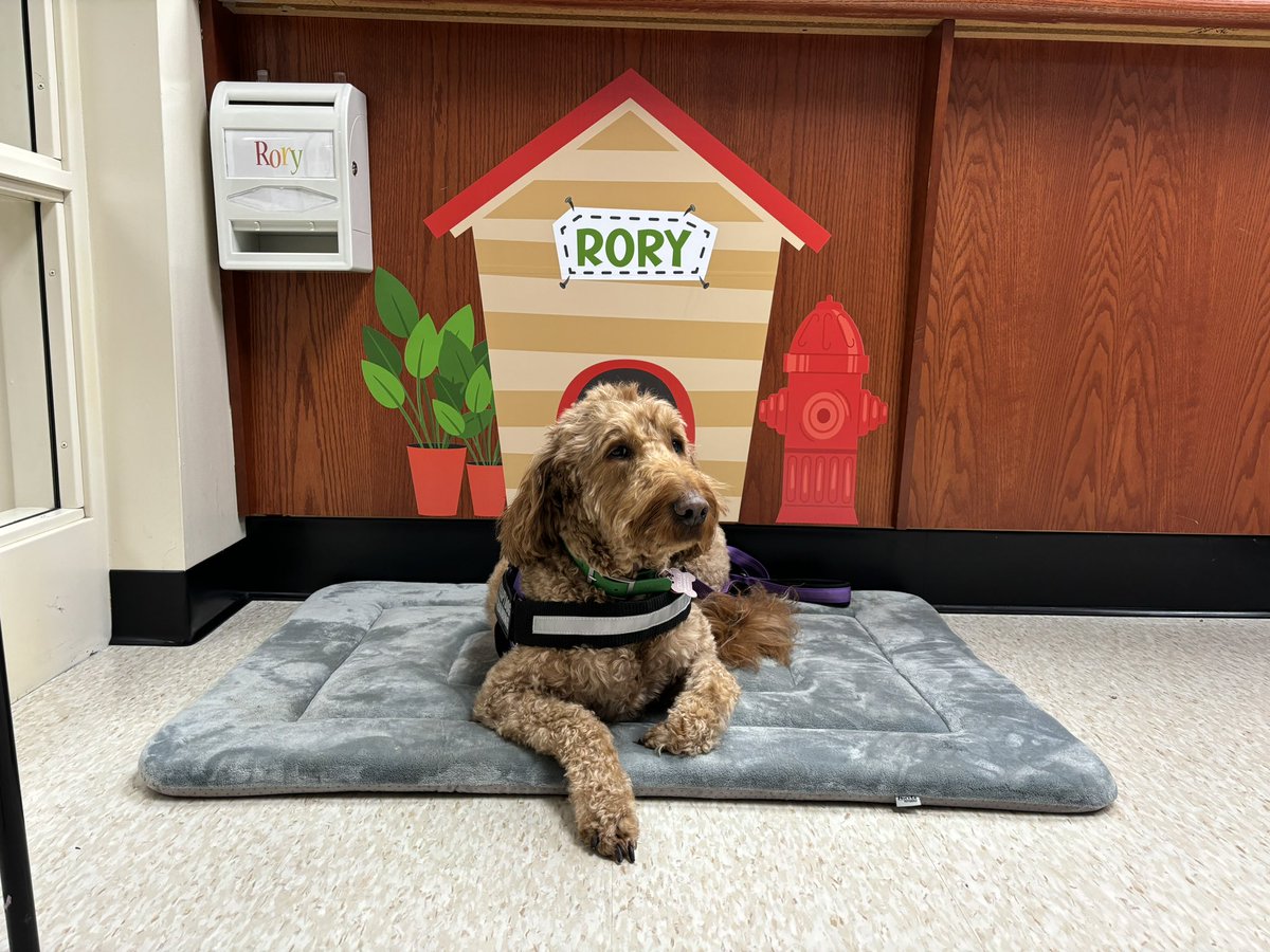 Rory loves her house!  Thanks Calvary Church! #wearemaumee #therapydog #MentalHealthMatters <a href="/maumee_schools/">Maumee City Schools</a> <a href="/FortMiami_MCS/">Jim Amspoker</a> <a href="/FortMiamiPBIS/">Fort Miami Elementary</a>
