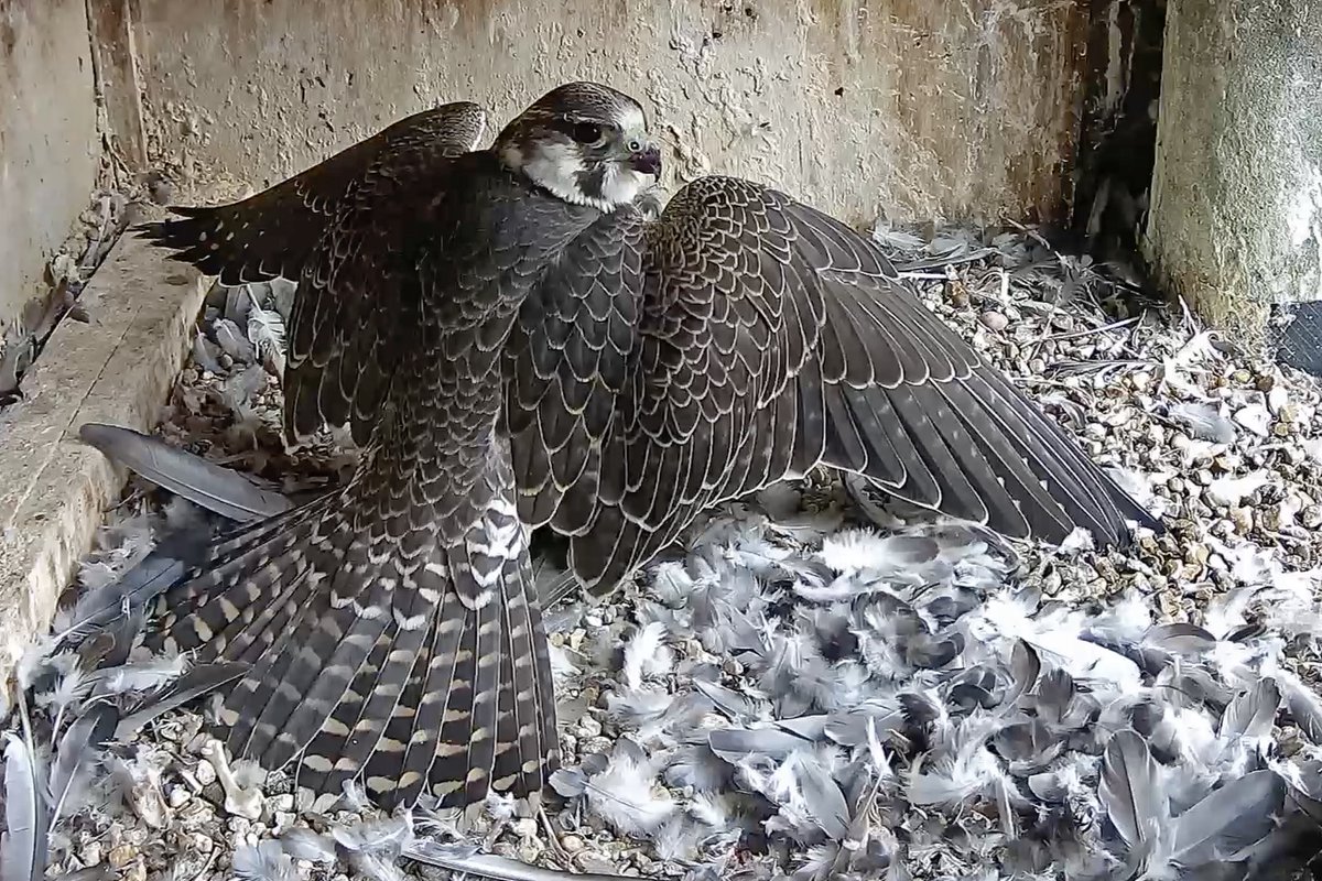 Jim Graham (@cropstonbirder) on Twitter photo @LeicsPeregrines Juvenile XNF protecting its meal in the nest box <a href="/LeicsCathedral/">Leicester Cathedral</a> 11/08/24. @LeicsPeregrines Juvenile XNF protecting its meal in the nest box <a href="/LeicsCathedral/">Leicester Cathedral</a> 11/08/24.