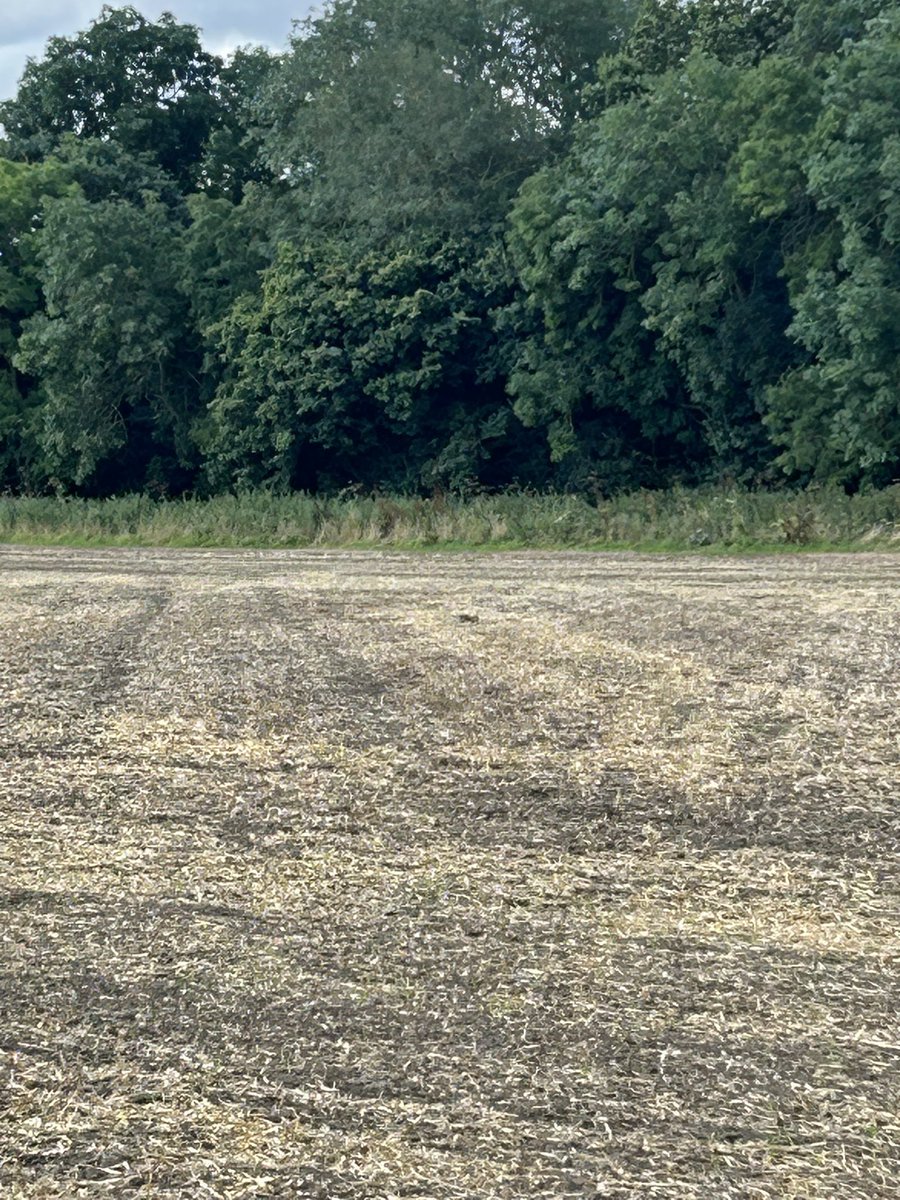 Sarah37880899's tweet photo. @tveitdal Someone needs to get the farmers on board near me. I’m seeing less of absolutely everything, birds, insects, flowers. Hedges cut this week! Bare fields will be sprayed with weed killer &amp; then left all winter &amp; flipping acres of soulless maize crop for bio gas https://t.co/uSQnxb2a6c
