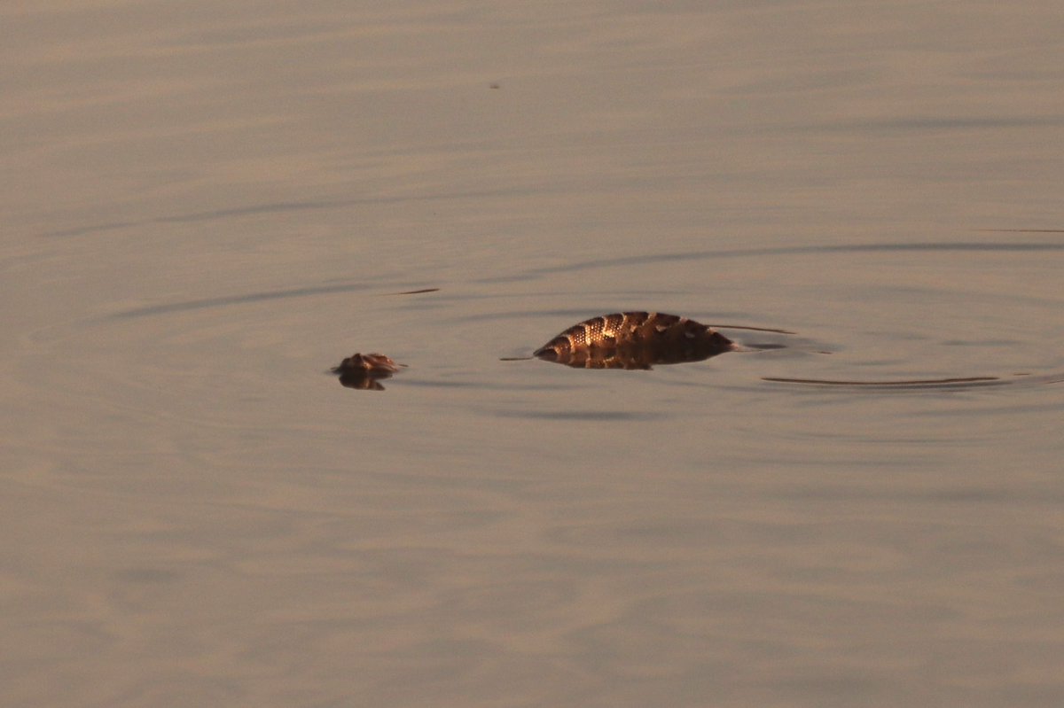 OliCWildlife's tweet image. A pretty crazy way to see your first Puff Adder. He swam across the open dam, and whilst being harassed by both Striated Heron and crested Francolins! @BushwiseSA @Makalali_aha #herping #safari #puffadder