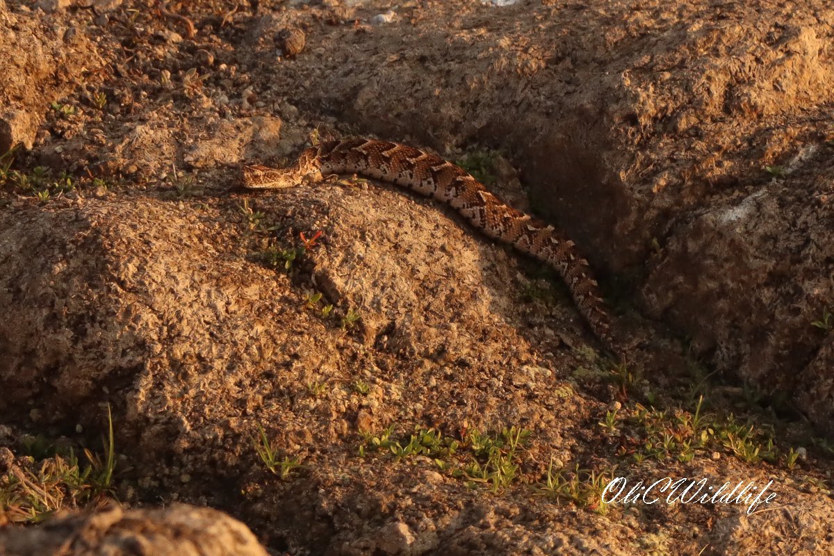 OliCWildlife's tweet image. A pretty crazy way to see your first Puff Adder. He swam across the open dam, and whilst being harassed by both Striated Heron and crested Francolins! @BushwiseSA @Makalali_aha #herping #safari #puffadder