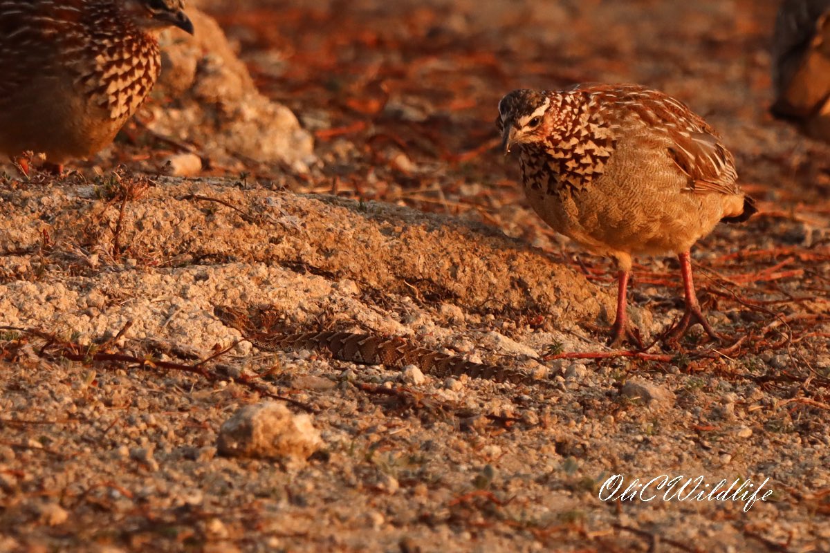 OliCWildlife's tweet image. A pretty crazy way to see your first Puff Adder. He swam across the open dam, and whilst being harassed by both Striated Heron and crested Francolins! @BushwiseSA @Makalali_aha #herping #safari #puffadder