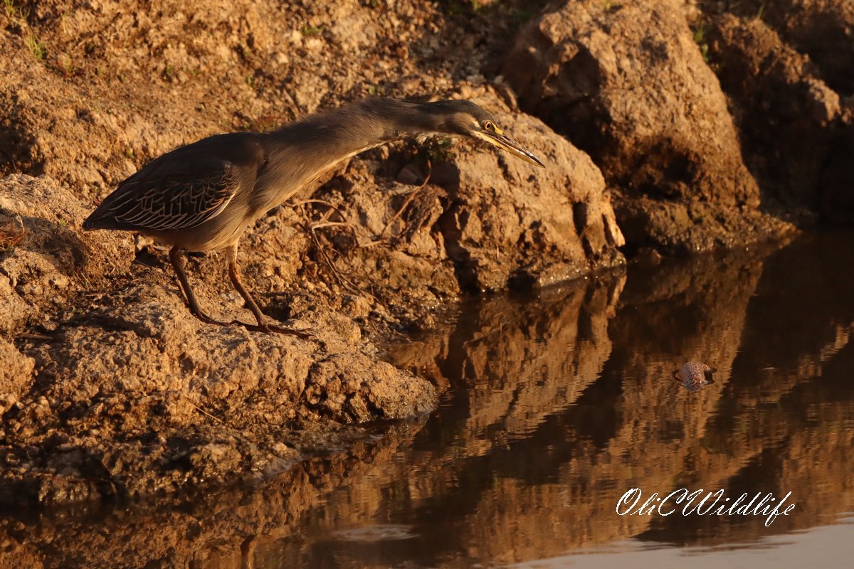 OliCWildlife's tweet image. A pretty crazy way to see your first Puff Adder. He swam across the open dam, and whilst being harassed by both Striated Heron and crested Francolins! @BushwiseSA @Makalali_aha #herping #safari #puffadder