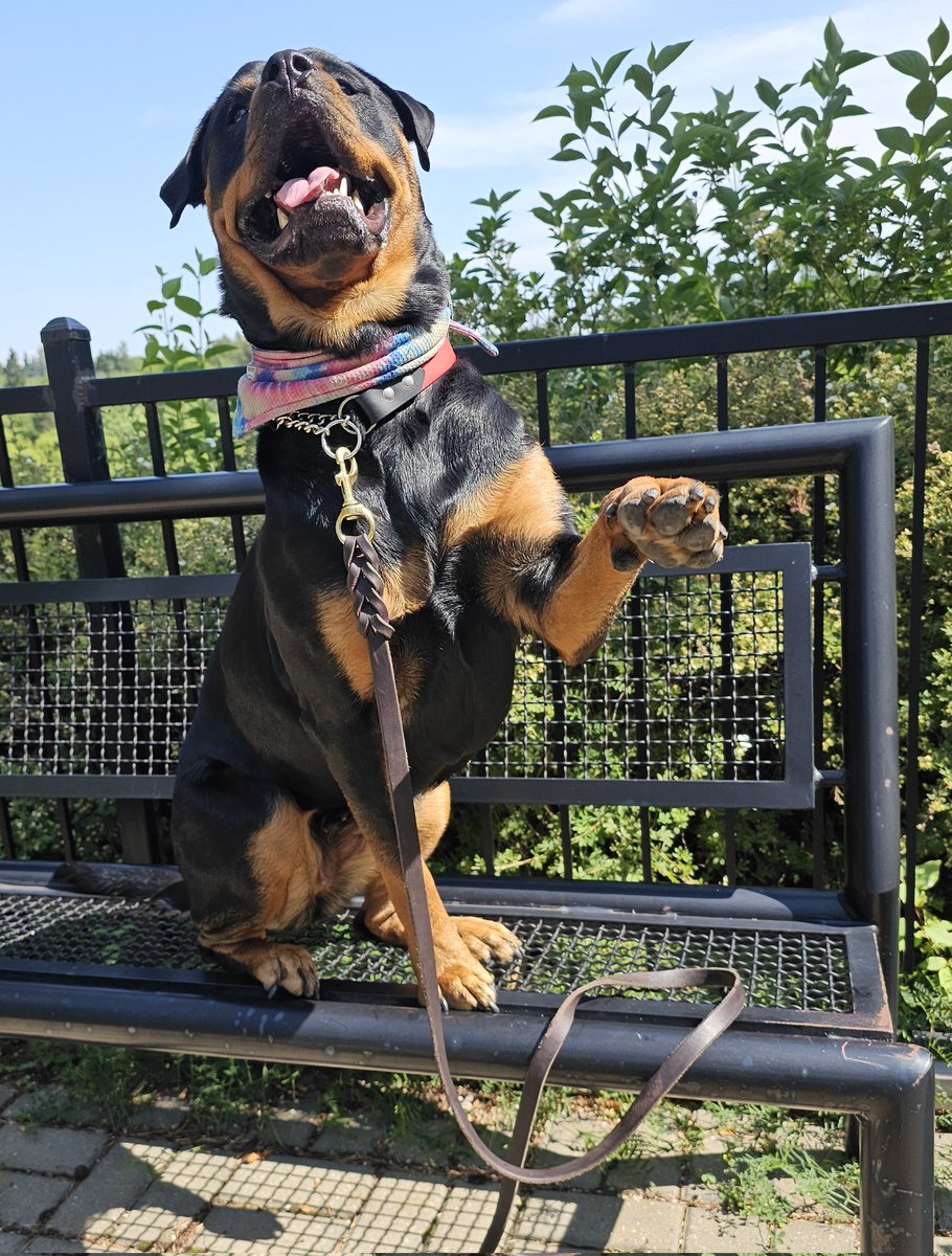 Team Servicerottie🇨🇦🐕‍🦺🦽 tweet media