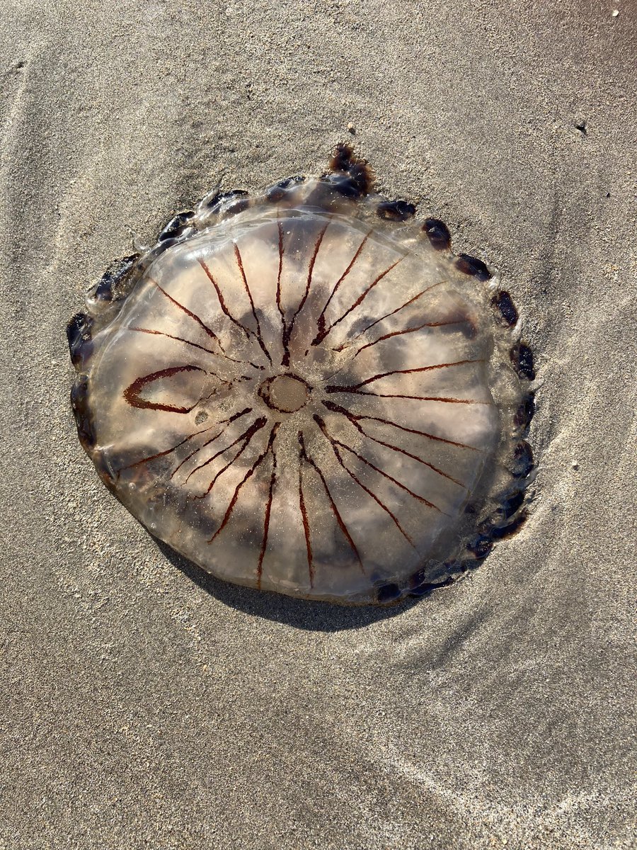 Elaine Mooney tweet media