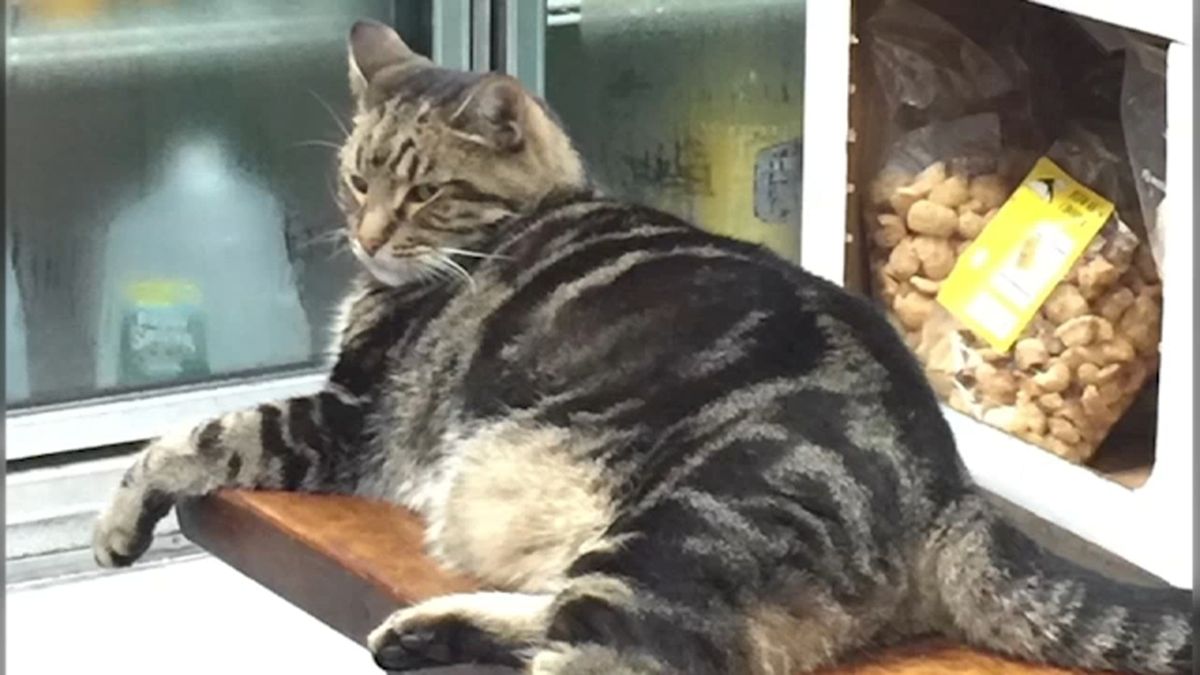 ABC7NY's tweet image. 18-year-old cat who needs medication stolen from bodega in Queens abc7ny.com/post/18-year-o…