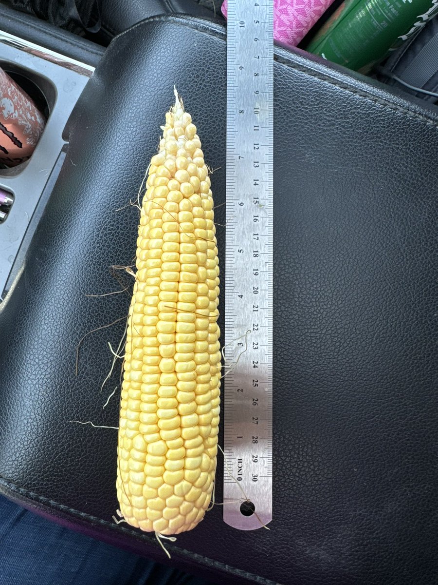 RenaeMousel's tweet photo. Nice from the road Donnelly, MN

@cb_catt #CattCropTour24 #CCT24  #plant24 #farming #agribusiness #corn #soybeans #wheat 
16x28ish https://t.co/5eFSWTOHC0