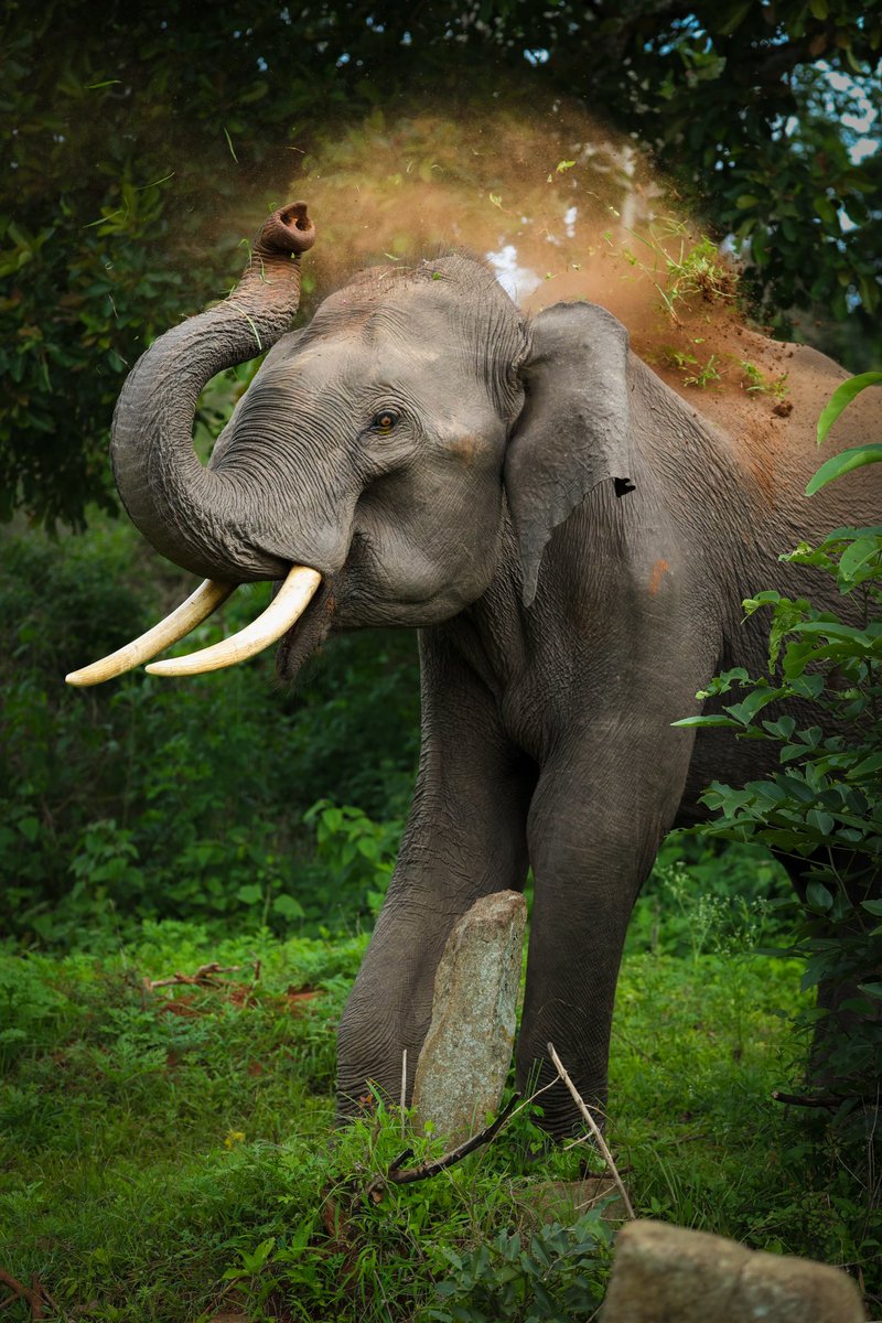 RamBalajiX's tweet photo. Powerful, peaceful, and perfectly at home in the wild. 🌿🐘 

Camera @Canon_India R6
@NatGeoIndia @NatGeo 

#canwithcanon #capturenoncanon #canonindia #natgeo #natgeoindia #Elephant https://t.co/8QWx7fJiX2