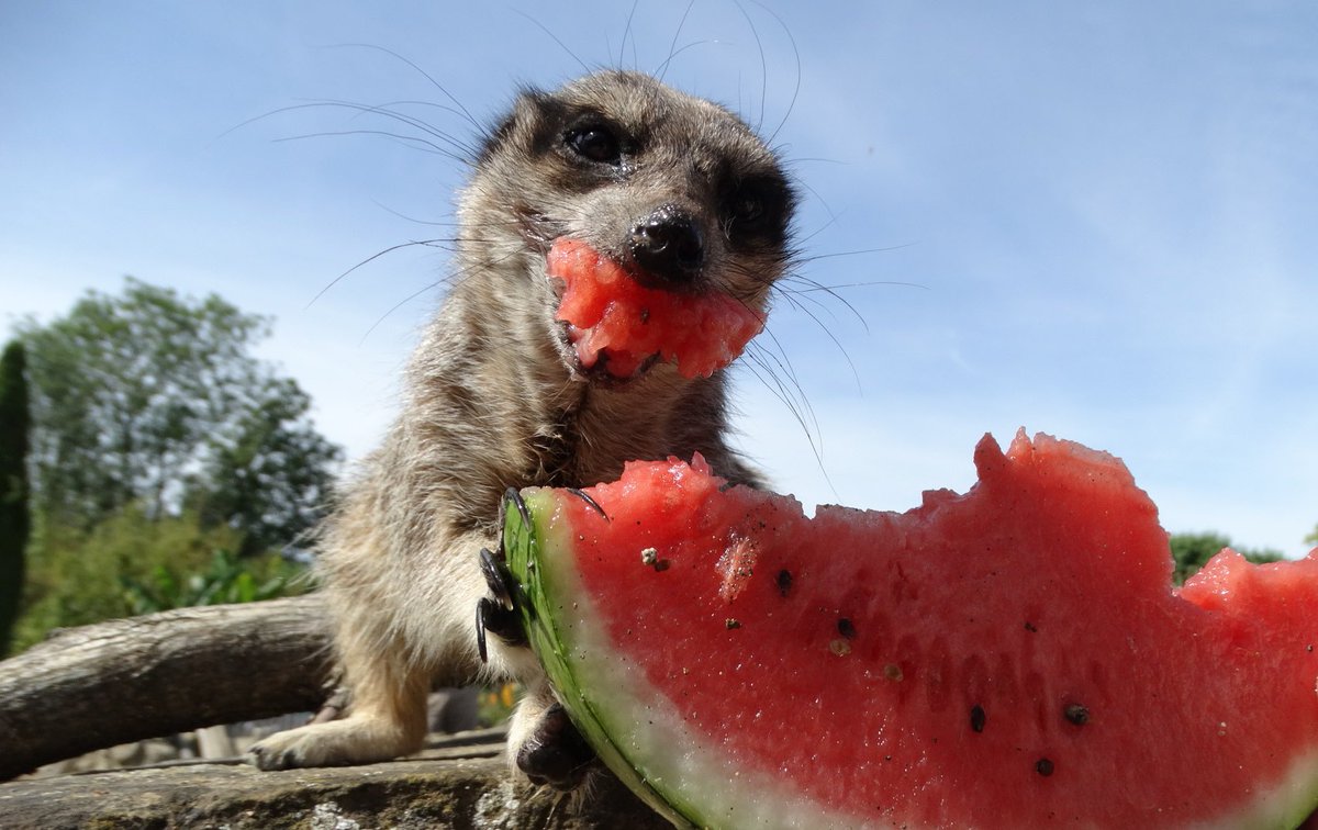 Bridgitte Tetteh (@bridgittett) on Twitter photo This arvo I had a chat with <a href="/CotsWildTweets/">CotswoldWildlifePark</a> about how they are keeping animals cool! They sent me this😅😅😅😅🤗🤗❤️ ps on the radio 2-6pm <a href="/BBCBerkshire/">BBC Berkshire</a> <a href="/BBCOxford/">BBC Oxfordshire</a> This arvo I had a chat with <a href="/CotsWildTweets/">CotswoldWildlifePark</a> about how they are keeping animals cool! They sent me this😅😅😅😅🤗🤗❤️ ps on the radio 2-6pm <a href="/BBCBerkshire/">BBC Berkshire</a> <a href="/BBCOxford/">BBC Oxfordshire</a>