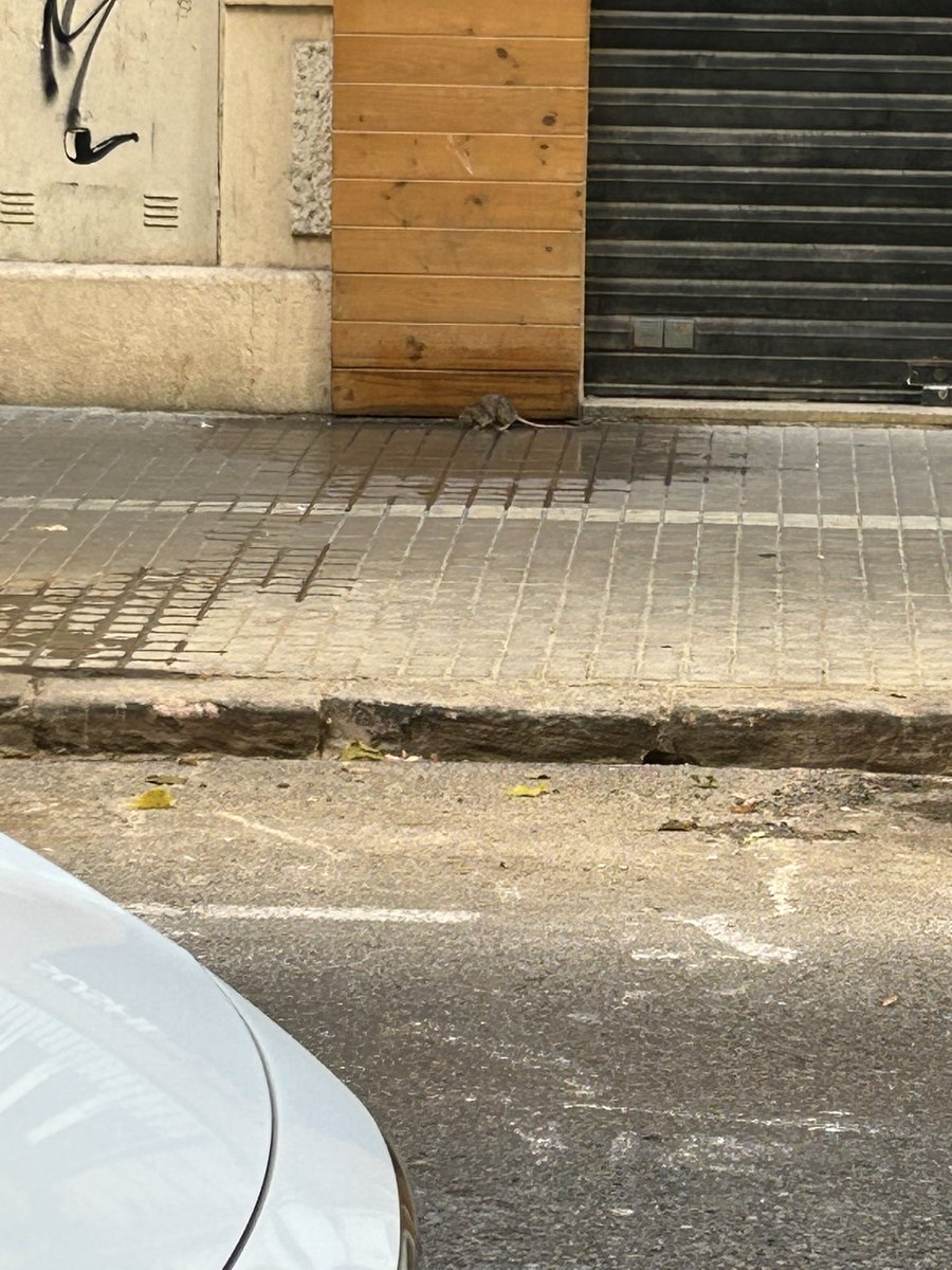 ValenciaRavens's tweet photo. @amandaaescala Esto es la calle Borriana el domingo por la mañana… y decían que la calle estaba sucia con el anterior alcalde… https://t.co/nG73wu0LZg