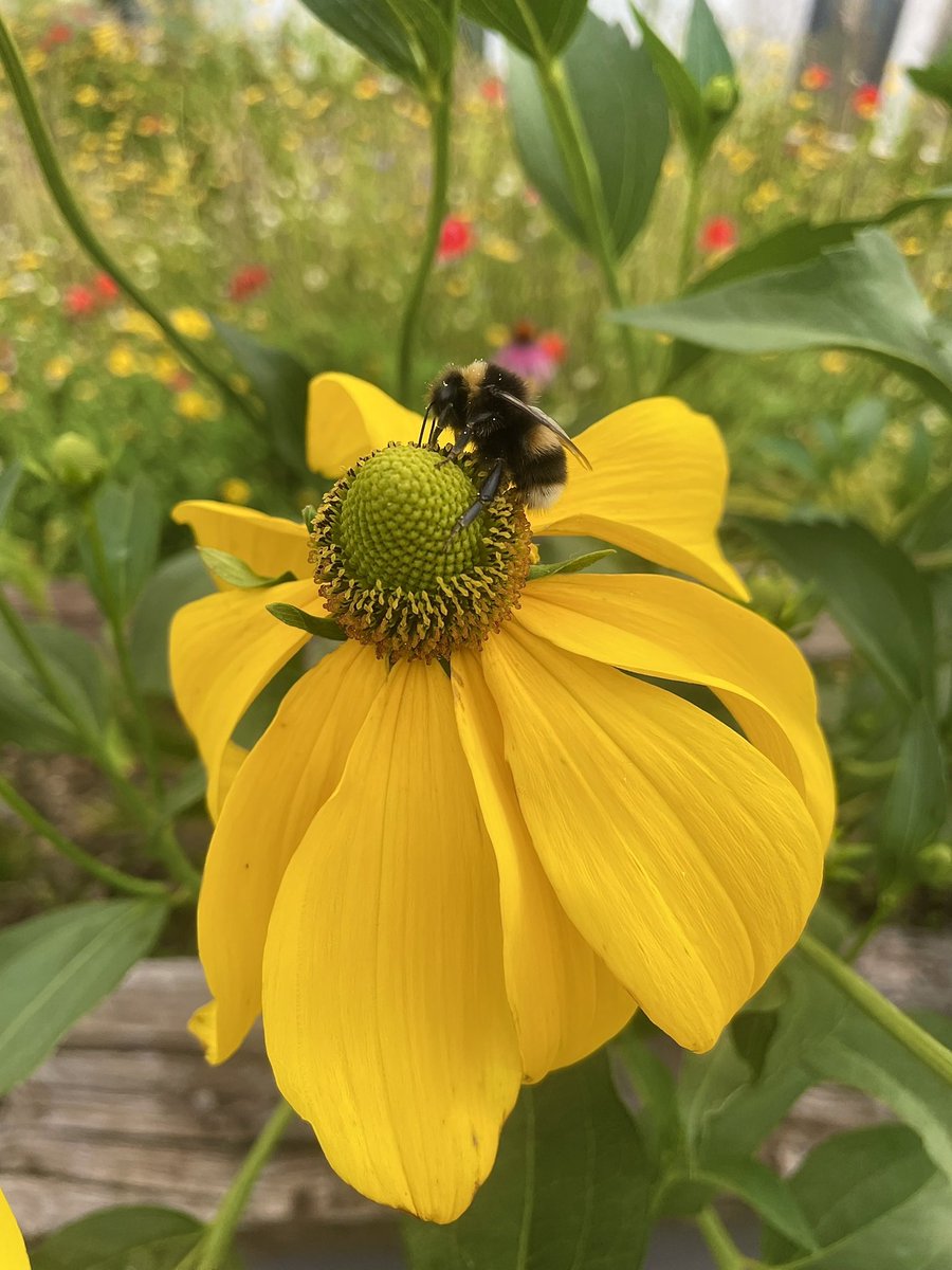 crowmogh's tweet photo. Bumble Bee on a coneflower #bee #bumblebee #GardeingTwitter https://t.co/md2DgOvCM5