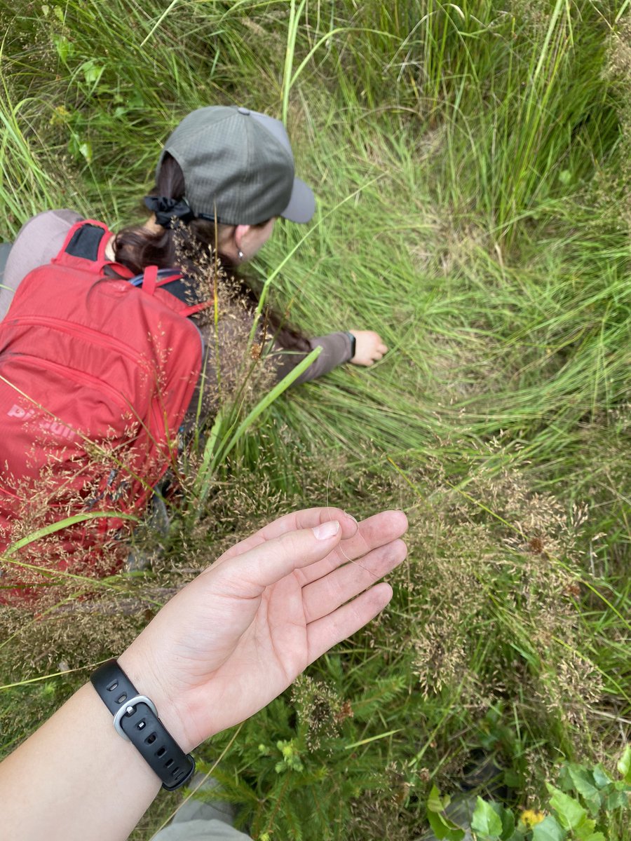 MashaGulak's tweet photo. Happy International Wolf Day! 🐺 

I’ve been deep into summer fieldwork investigating activity from collared wolves in various parts of 🇨🇿!

Feeling incredibly lucky every day ✨
📸💩🦌🧬

#wolfresearch #fieldwork #spatialecology #dietanalysis #InternationalWolfDay https://t.co/T7W1q69zoB