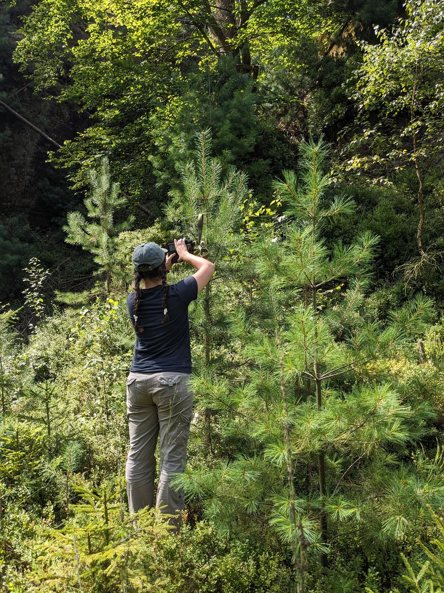 MashaGulak's tweet photo. Happy International Wolf Day! 🐺 

I’ve been deep into summer fieldwork investigating activity from collared wolves in various parts of 🇨🇿!

Feeling incredibly lucky every day ✨
📸💩🦌🧬

#wolfresearch #fieldwork #spatialecology #dietanalysis #InternationalWolfDay https://t.co/T7W1q69zoB