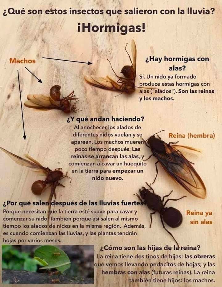 EnsedeCiencia's tweet photo. CHICATANAS, un manjar en la cultura de Oaxaca, México 🇲🇽
🐜🐜🐜🐜🐜🐜 https://t.co/YoWYn0osSU