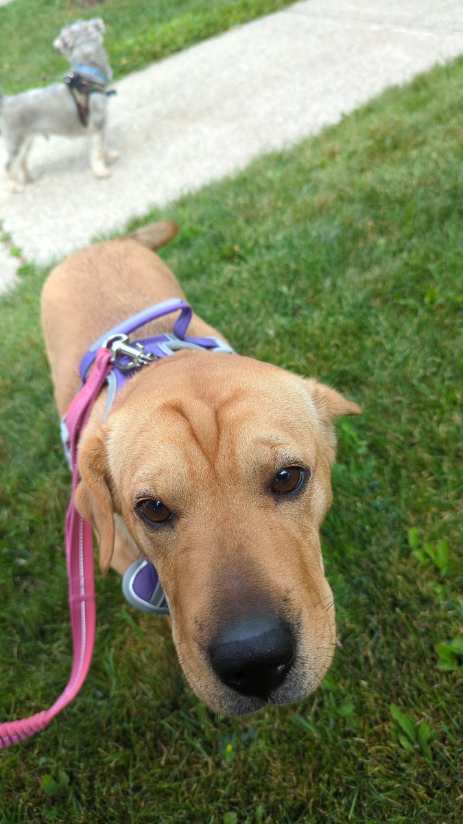 SitTobiCom's tweet photo. Afternoon stroll with Bella and Bear
#dogwalking
#petsitting https://t.co/KnZXVjq5g1