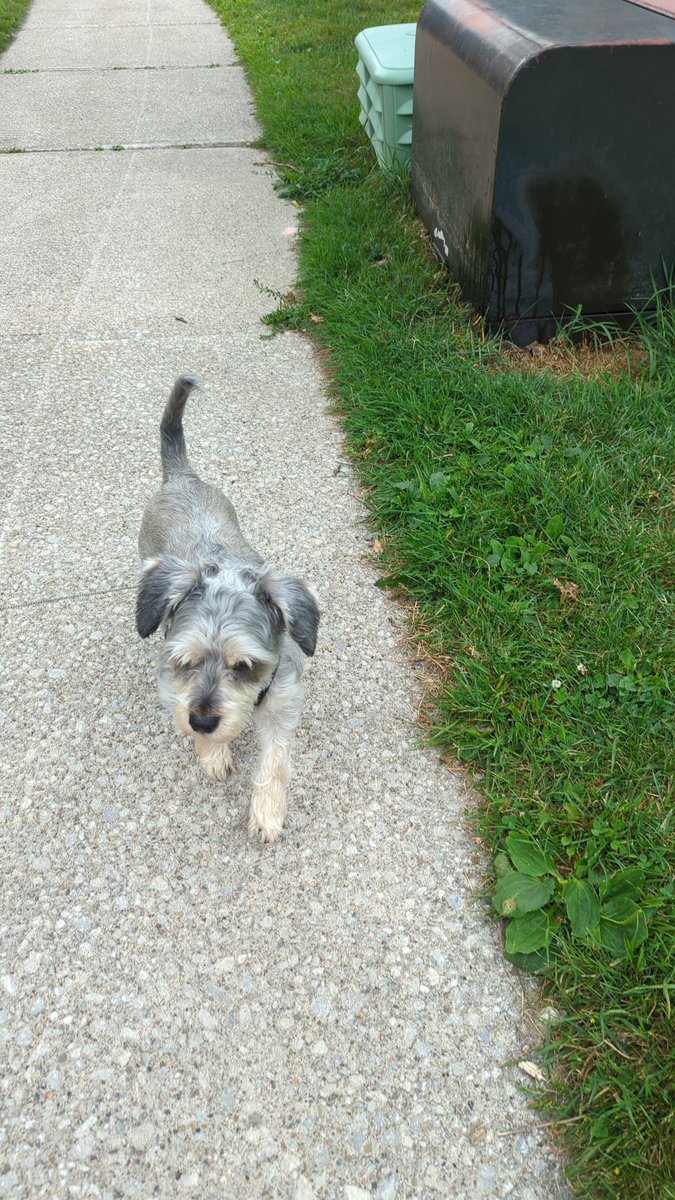 SitTobiCom's tweet photo. Afternoon stroll with Bella and Bear
#dogwalking
#petsitting https://t.co/KnZXVjq5g1