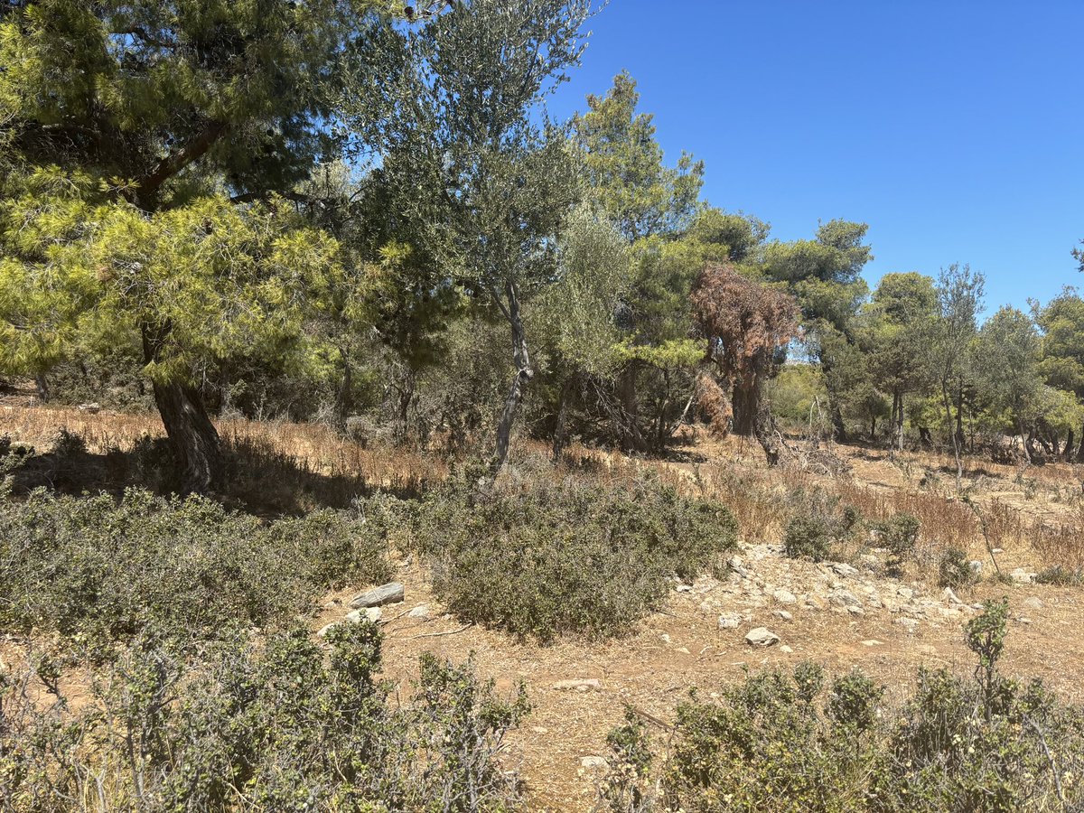 Examples of the type of vegetation the Attica wildfires went through. Light, dry, puffy ground fuels with thin canopy fuels. 

And these were next to a community, where they were supposed to be thinned trimmed and cleared!