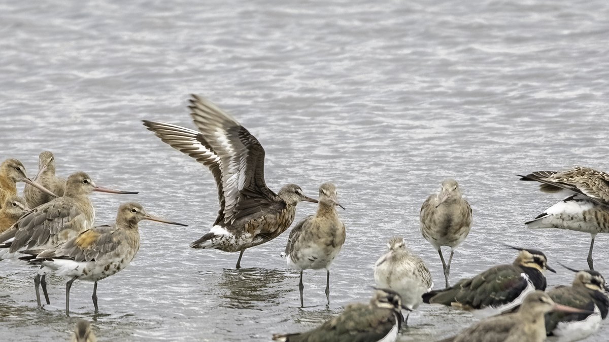 atwallbank's tweet photo. Certainly wasn't expecting to see a Hudsonian Godwit when I woke up this morning.

Great find by Colin Wells.  5th for UK?
Left before it decided to have a jaunt over the border, so not on the Welsh list :-(

Not a bad way to end a long weekend https://t.co/LghE4VPUo3