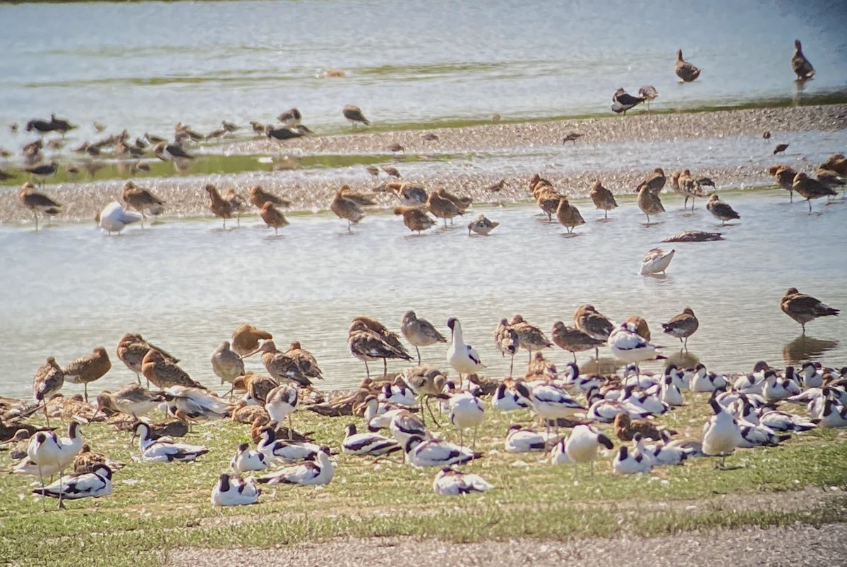 Why do so many wader scrapes perform poorly? The problem is often a stable water regime. The key to managing scrapes is to build high invertebrate biomass &amp; then to make it  available to birds within dynamically managed  shallow water regime with bare/sparsely vegetated mud. 1/4