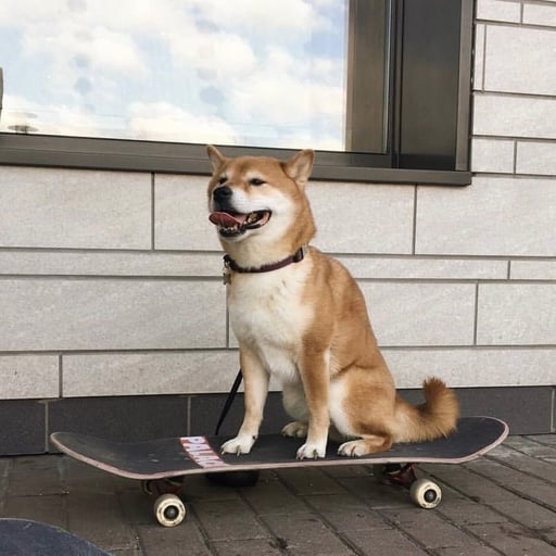 DogeGirl321's tweet photo. $SUI AND $SKATE current plays - no telegram meta

both around 200k mc currently 👀 https://t.co/miNZkSjxl2